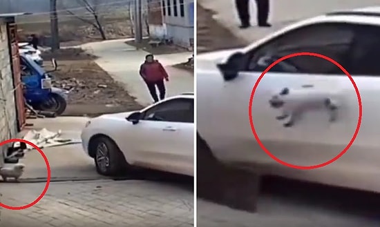 Ucunda Durduğu Tahtanın Diğer Ucuna Araba Lastiğinin Denk Gelmesiyle Havaya Fırlayan Köpeğin Üzücü Anları
