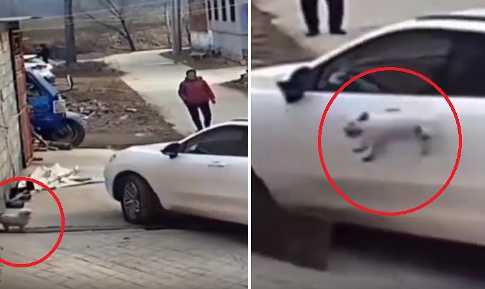 Ucunda Durduğu Tahtanın Diğer Ucuna Araba Lastiğinin Denk Gelmesiyle Havaya Fırlayan Köpeğin Üzücü Anları