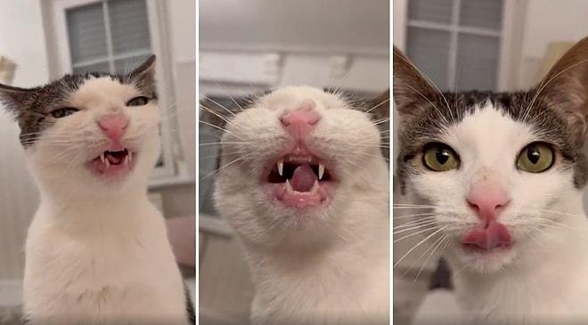 Katır Kutur Kuru Mama Yiyen Kedinin Ağzını Yüzünü Mıncırmak İsteyeceğiniz Muhteşem Anları