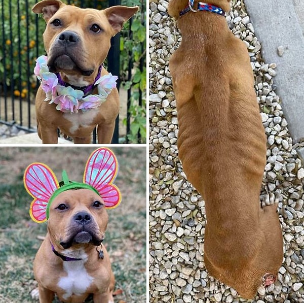 8. Спасенная в ужасном состоянии, сильно истощенная с широко открытыми язвами на задних ногах, эту девочку приютили и теперь она живет своей лучшей жизнью