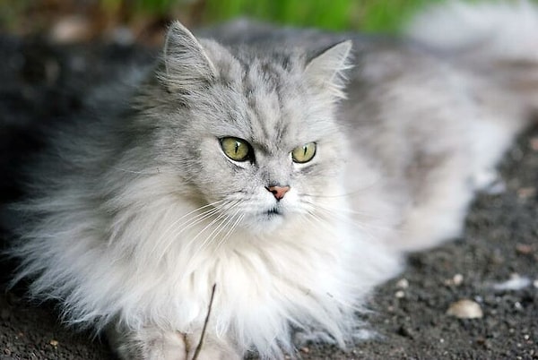 8. Если у вас есть длинношерстный питомец, РАСЧЕСЫВАЙТЕ ЕГО. А еще подбривайте ему попку, потому что там могут прилипать фекалии, а потом ваш питомец садиться на вашу подушку