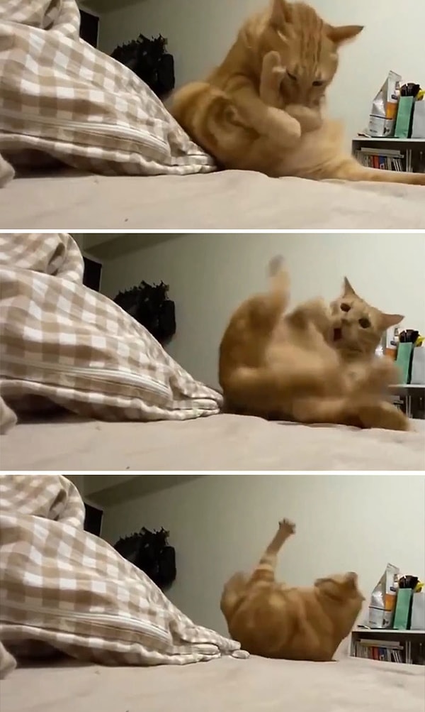 4. Оранжевая кошечка потеряла единственную клетку мозга во время ухода за собой