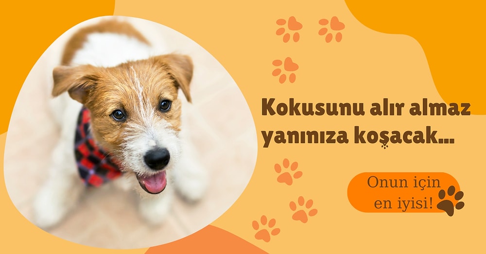 Patili Evlatlarınıza Lezzet Şöleni Yaşatacak Tahılsız Köpek Mamaları