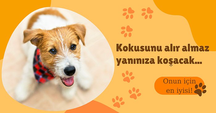 Patili Evlatlarınıza Lezzet Şöleni Yaşatacak Tahılsız Köpek Mamaları