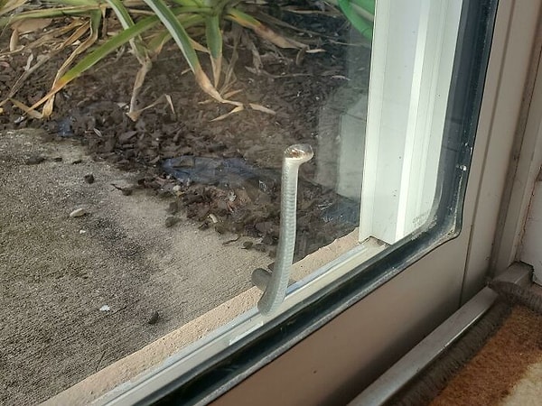 8. Змея смотрит сквозь мою стеклянную дверь