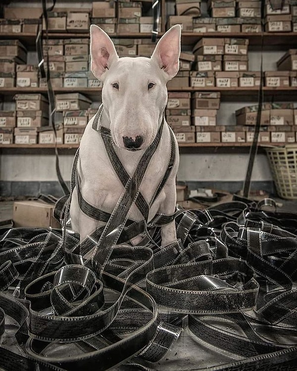 7. Интересно, просыпаются ли кинорежиссеры с криками «Снято!», когда им снятся кошмары