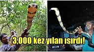 Kobra Sokması Sonucunda Ölümden Dönen Yılan Avcısının Hikayesini Duyunca Soğuk Ter Dökeceksiniz!