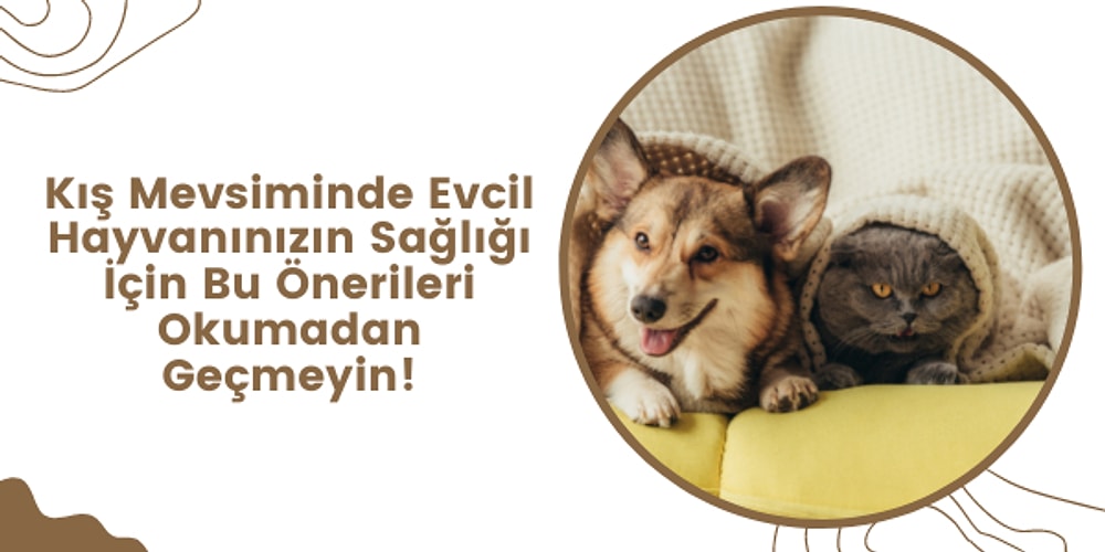 Kış Aylarında Evcil Hayvanınızı Mutlu Edecek Öneriler