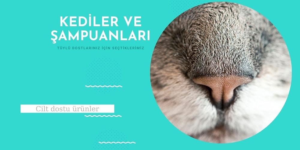Kedinizin Cildine İyi Davranacak Uygun Fiyatlı ve Kaliteli Şampuanları