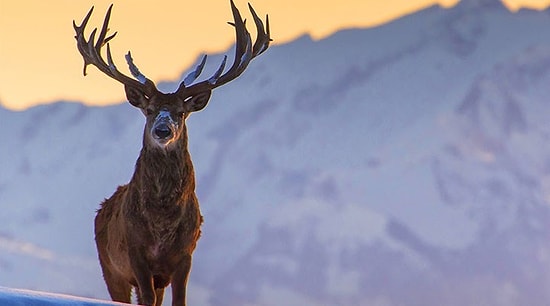Koronanın Omicron Varyantına Geyiklerde de Rastlandı