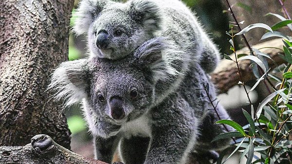 Doğal Hayatı Koruma Vakfı (WWF) Avustralya’dan Stuart Blanch, bu bölgelerde koalaların 2012’de “hassas türler” olarak sınıflandırıldığını, 2022’de nesli tükenmekte olan türler sınıfına alınmasının çok hızlı bir kötüleşme olduğunu vurguladı.