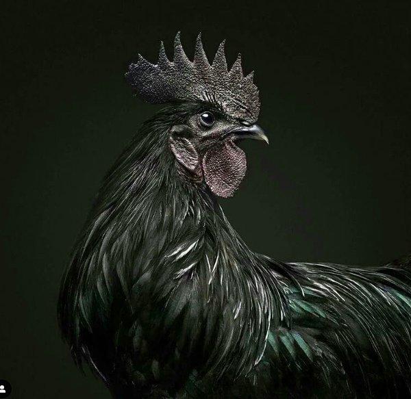 1. Ayam Cemani adlı bu tavuğun yalnızca dış görünüşü değil aynı zamanda iç organları ve kemikleri de siyah renktedir!