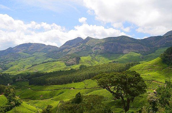 Yeşilin binbir tonu: Munnar Dağı