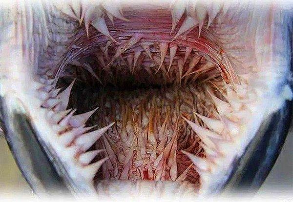 12. Kösele kabuklu deniz kaplumbağasının ağzının içi: