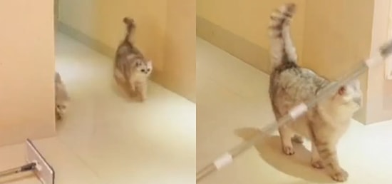 Bu Kediler Neden Böyle: Odaya Giren Kedi Arkadaşına Suikast Düzenleyen Psikopat Kedi