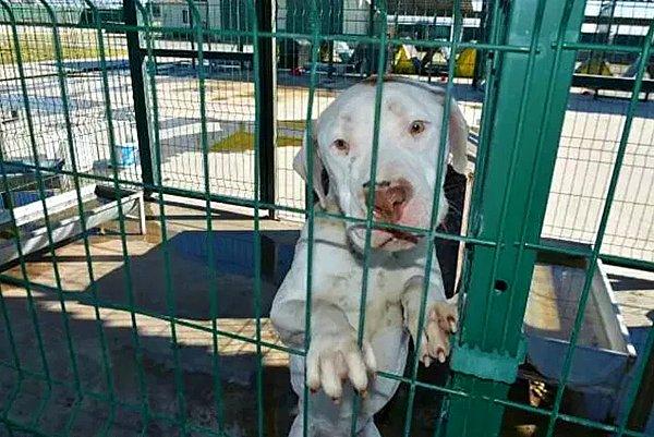 9. Tarım ve Orman Bakanlığı'nın 'Hayvanları Koruma Kanunu'nda yaptığı değişikliğin 14 Ocak'ta yürürlüğe girmesiyle yasaklı ırk köpekler, hayatlarının sonuna kadar barınaklara mahkum edildi.
