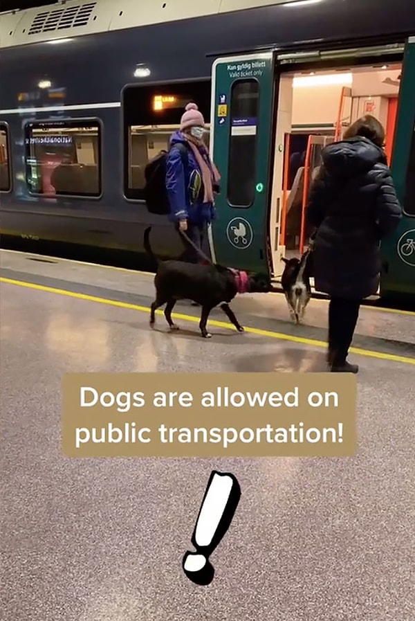 1. Собаки разрешены в общественном транспорте