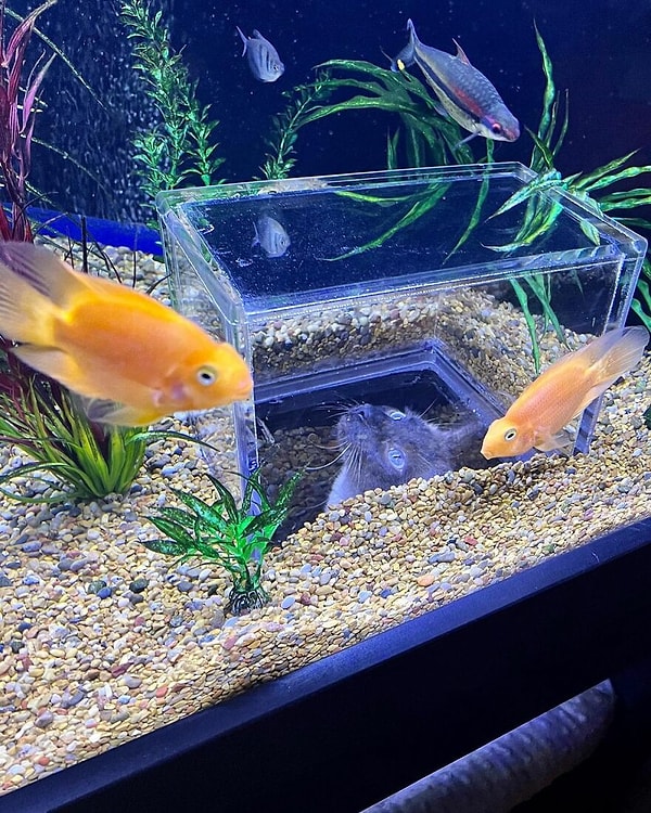 Владельцы быстро ответили: «Похоже, он их не беспокоит. Некоторые из этих рыб старше Джаспера. У нас там аквариум уже 15 лет». А также, если вам интересно, под фото мы оставили ссылки на аккаунты Instagram и TikTok