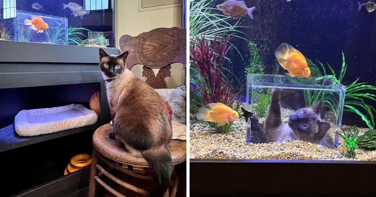 У этого кота есть есть собственный аквариум, который позволяет ему безопасно наблюдать за рыбами на все 360°