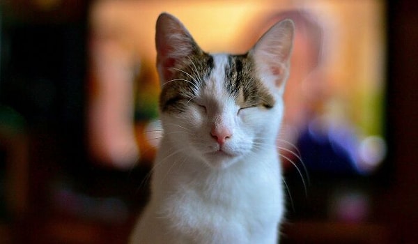 4. Когда кошки медленно моргают вам, они, по сути, говорят: «Я ЛЮБЛЮ ТЕБЯ». В дикой природе кошки медленно моргают друг другу, чтобы показать доверие.