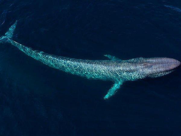 "17 Eylül'de denizlerin en büyük canlısı keşfedilecek. Cerine Croin adı verilen bu canlı, mavi balinadan dört kat daha büyük olacak."