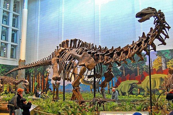 Fosiller incelendiğinde dinozorların kemiklerinin kırıldığı, kireçlendiği ve hatta kansere yakalandıkları bile görülmüştü.