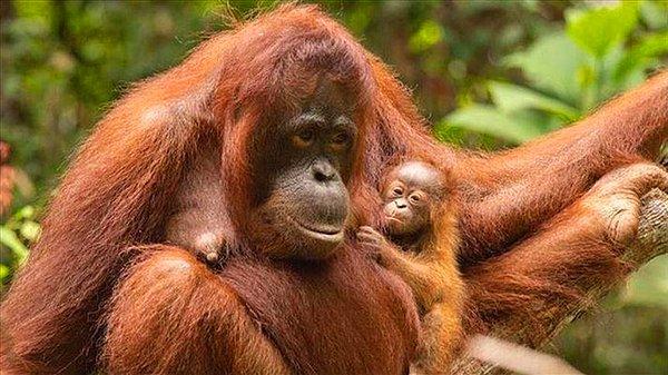 Şöyle oturup hayattan bezmiş ama yine de yavrusunu koynundan ayırmamış koca yürekli ana pozu vermiş bir orangutanı sempatik bulmadan edemezdiniz herhalde değil mi?