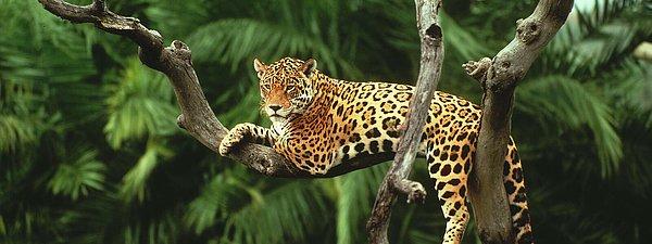 21. Jaguar