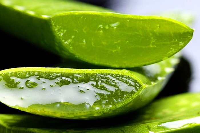 Aloe Veranın Vücuda Faydaları Nelerdir? Aloe Veranın Faydaları ve Zararları