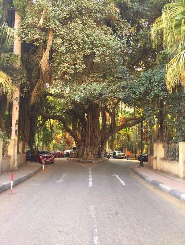 4. Kahire'deki şu devasa ağaca bakın 👇