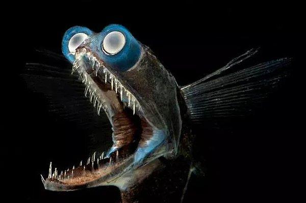 11. Kendinden boyut olarak çok daha büyük balıkları tek hamlede avlayabilen bir teleskop balığı: