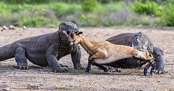 14. İki komodo ejderinin saldırısına uğrayan zavallı keçi: