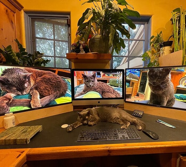 Рабочая станция Питера так и кричит: «Я люблю кошек».