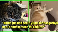 Kedi Görsellerini İnsan Gibi Dillendirerek Hepimize Kahkaha Attıran Kediseverler