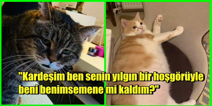 Kedi Görsellerini İnsan Gibi Dillendirerek Hepimize Kahkaha Attıran Kediseverler