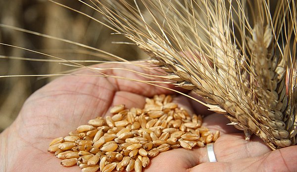 Buğday Hasat Döneminde Eksiklik Yoktur