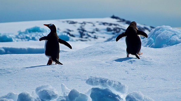 7. "Güvenli olan tek bir yer var, Antarktika. Eriyen buzulların yaydığı zehirli kimyasallardan yaşayabilirsek tabii."