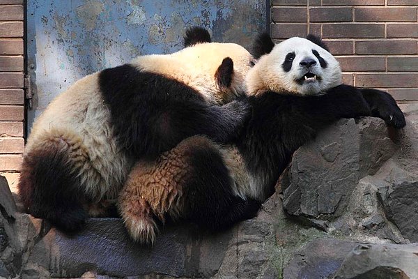 13. Pandalar da tıpkı insanlar gibi kendi türlerinin seks videolarını izlemekten zevk alırlar.