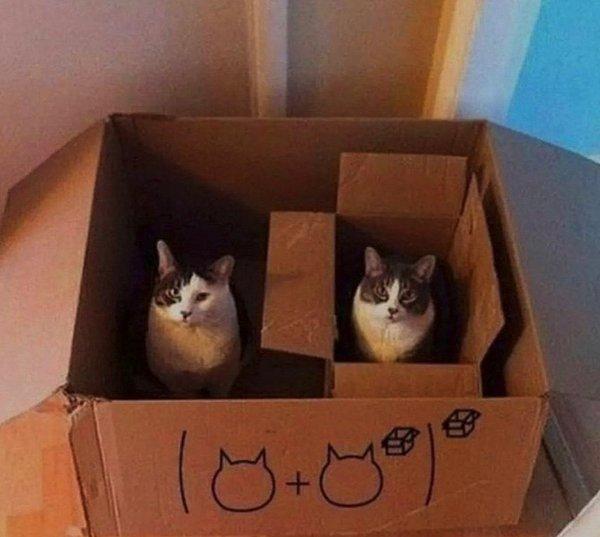 8. Matematiğin gücü, kediler hareket edemiyor...