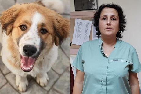 Polis, Üzerine Gelen Köpeği Vurdu: Savcılık Soruşturma Başlattı