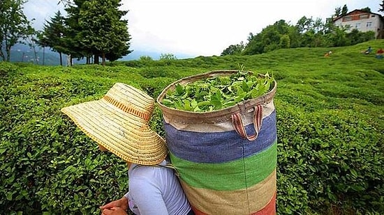 ÇAYKUR 630 Personel Alımı Başvuruları Ne Zaman, Şartları Neler? ÇAYKUR İşçi Alımı Başvurusu Nasıl Yapılır?