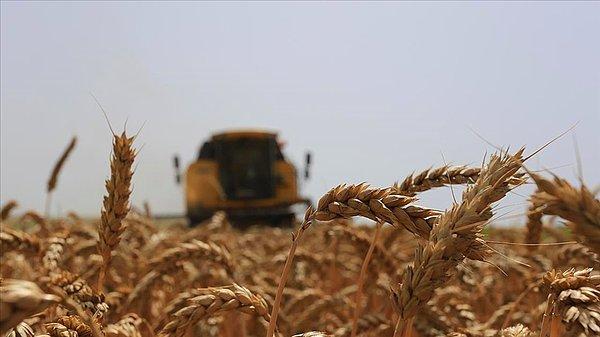 Türkiye 6 bin liradan buğday ithal edecek!