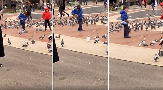 Yakaladığı Güvercini Cebine Koyan Çocuğun TikTok'ta Viral Olan Görüntüleri