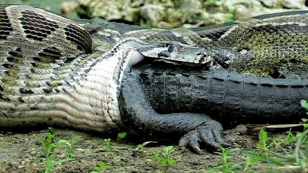 8. Timsah yiyen bir anakonda yılanı: