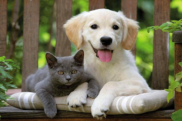 10. Petpertty çift taraflı kedi köpek tarağını da düşünebilirsiniz.