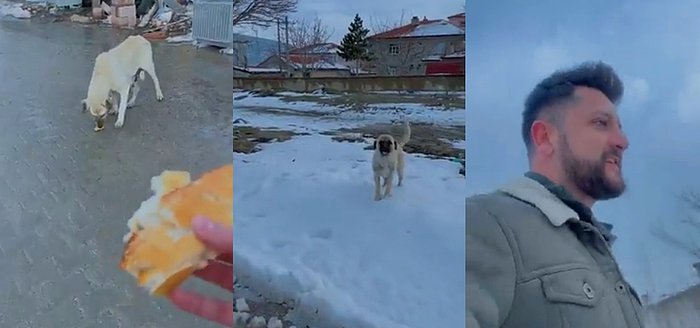 Eve Giderken Aldığı Ekmeği Yolda Gördüğü Köpeklerle Paylaşan Adamın Bünyelere Pozitif Basacak Videosu