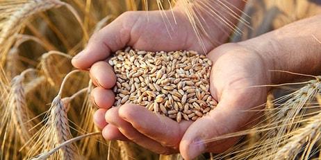 Türkiye, Buğday Üretiminde Kendine Yeten Bir Ülke mi?
