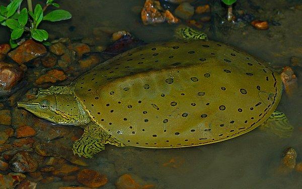 Hutchemys walkerorum isimli kaplumbağa, Güney Asya’daki günümüzde yaşayan kaplumbağalarla büyük benzerlik gösteriyor.