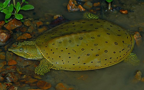 Hutchemys walkerorum isimli kaplumbağa, Güney Asya’daki günümüzde yaşayan kaplumbağalarla büyük benzerlik gösteriyor.