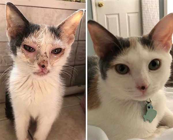 11. Она была такой грустной, когда мы впервые ее нашли. Но теперь она в тепле и любви